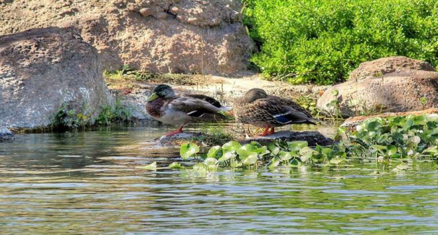 Ducks in the Pond - DW Woodbridge